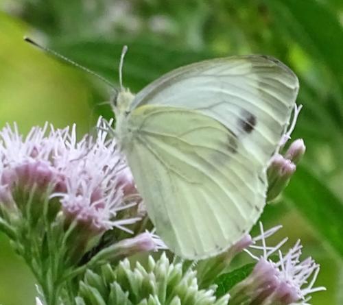 Réf. 210 606 : Pieris napi